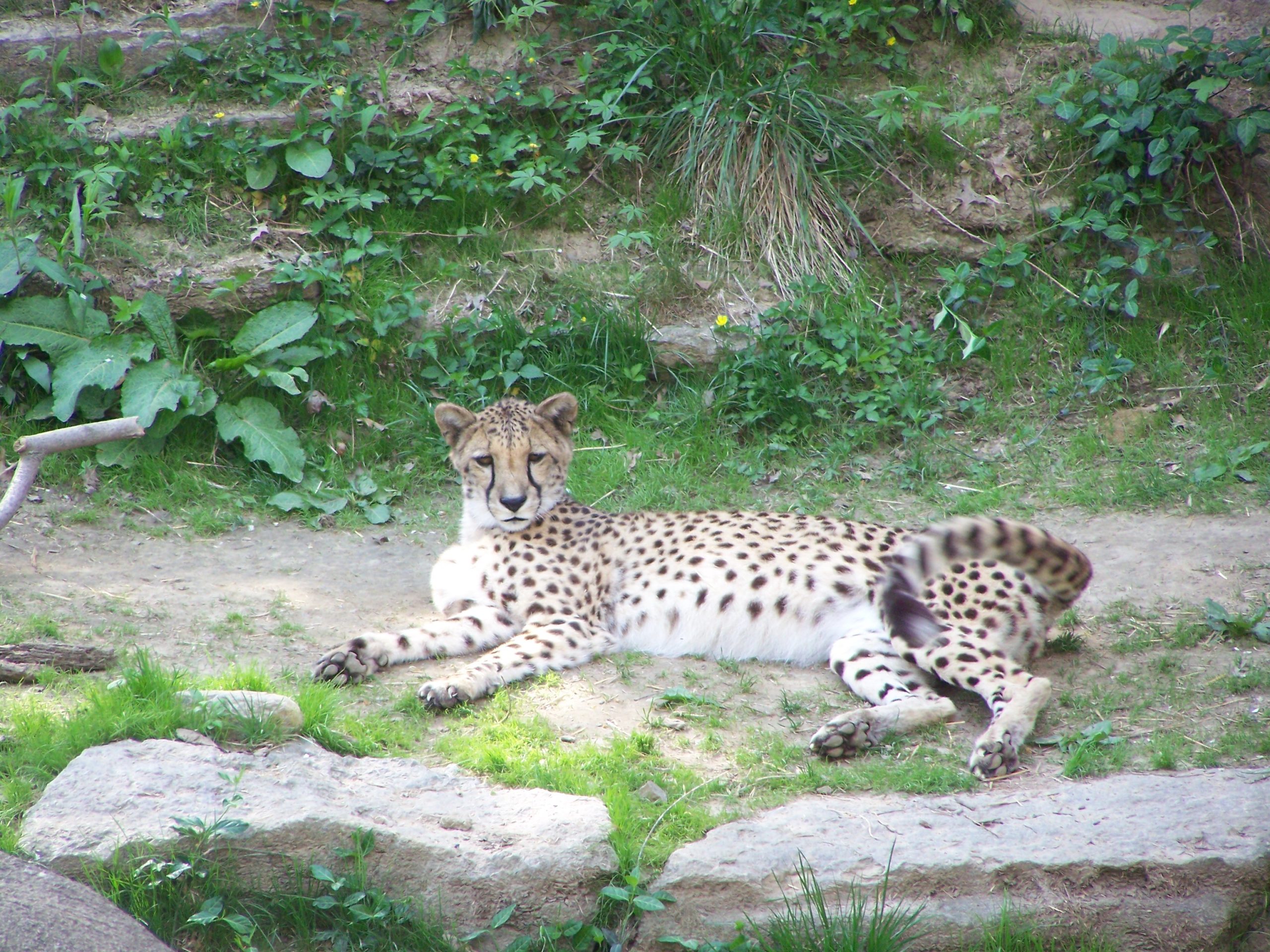Cincinnati Zoo 2008